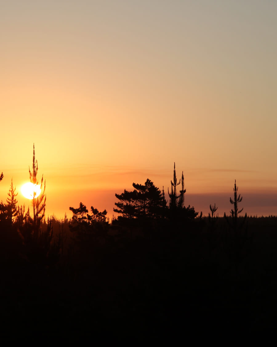 A warm sunset glows behind a low silhouetted treeline, orange light spilling across the lower sky and softening to muted lavender above.