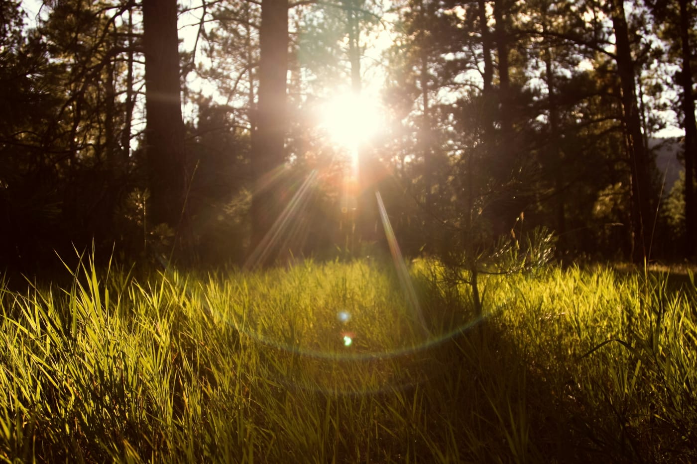 Vitamin D Explained: The Nutrient You Cannot Afford to Ignore