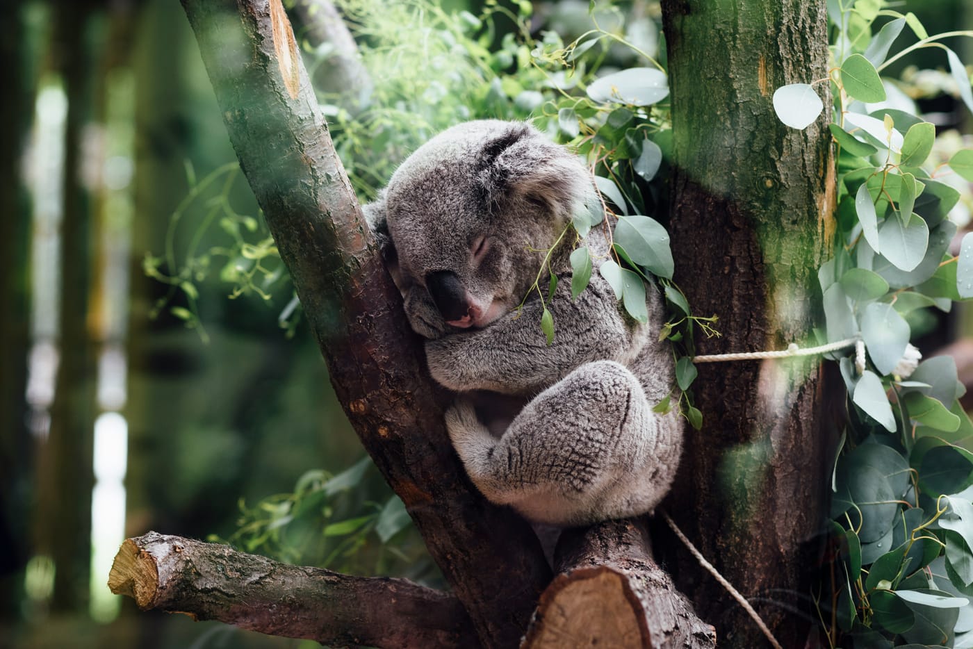Why Sleep is The Best Insurance Policy for Lifespan and Healthspan