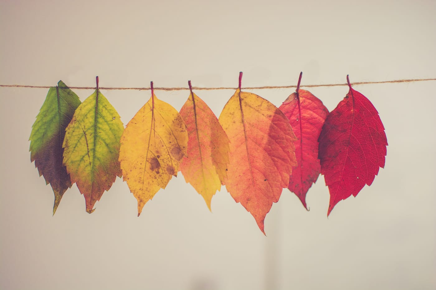 Autumn colors