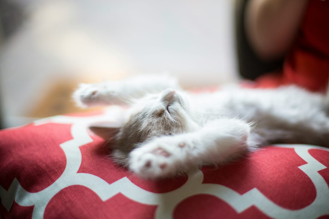 The Importance of Prioritizing Sleep for Your Health and Wellbeing