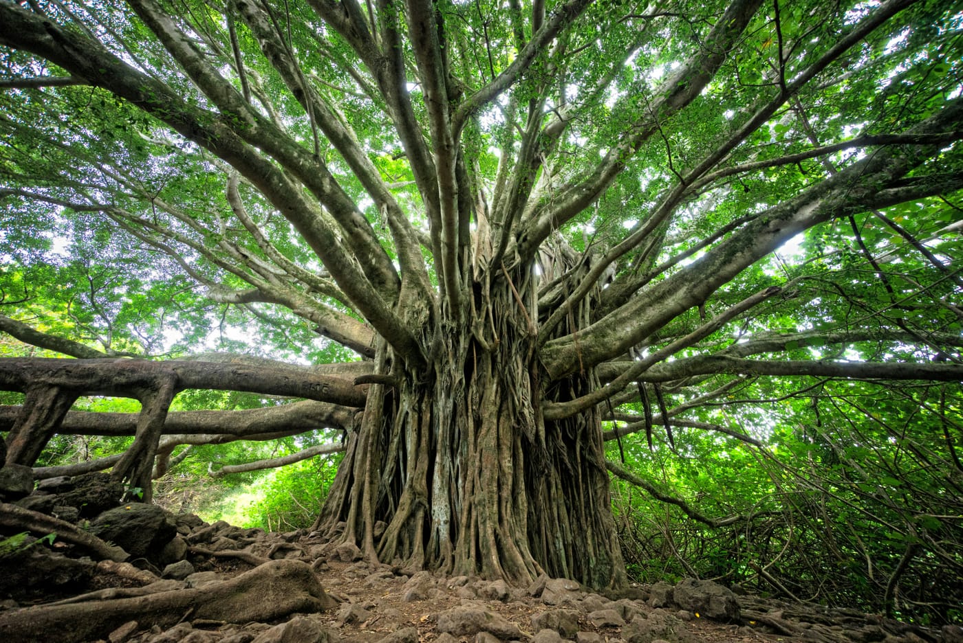 Functional Medicine for Chronic Illness: A Different Approach