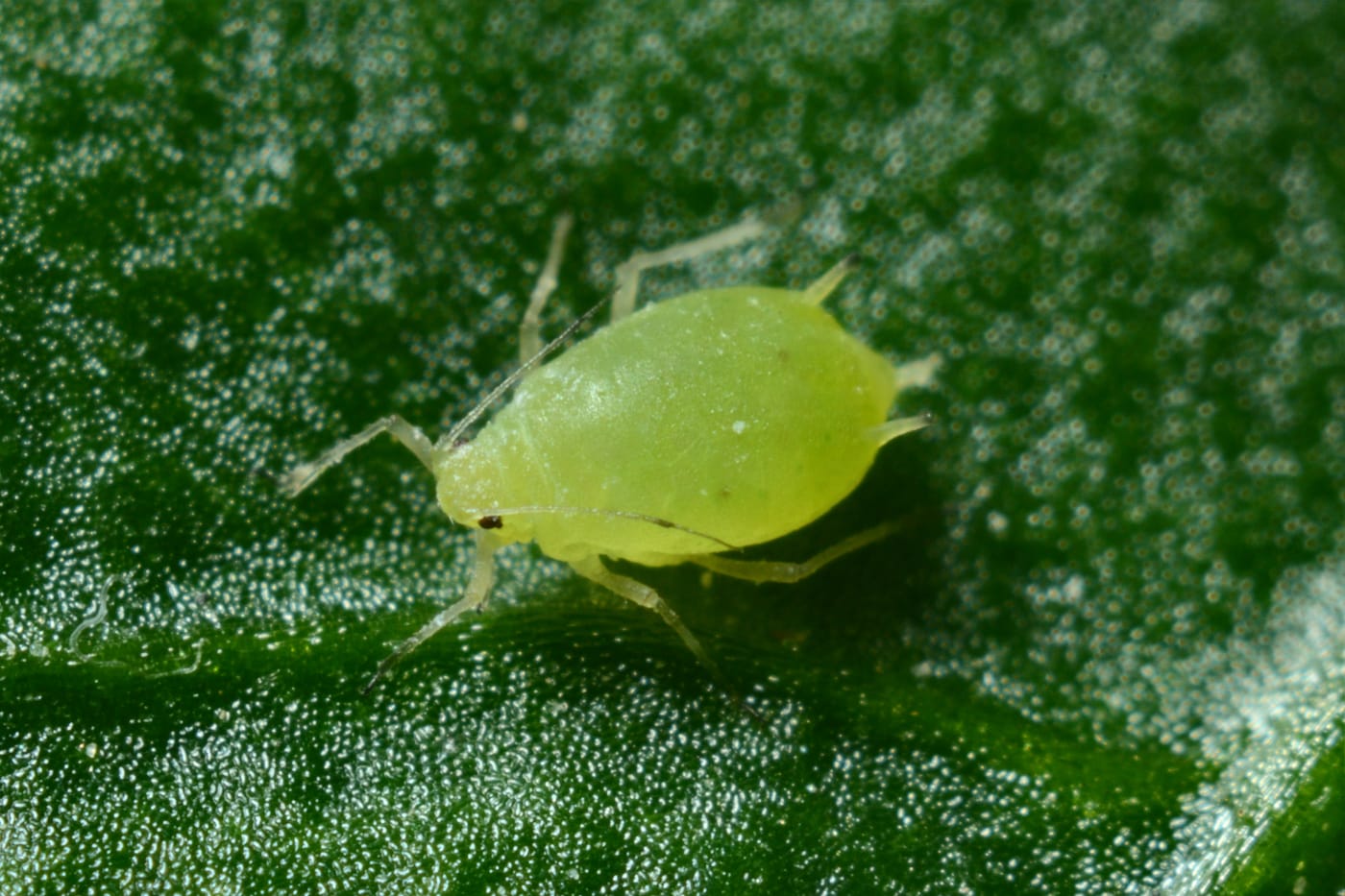 Parasite Infection: What You Need to Know