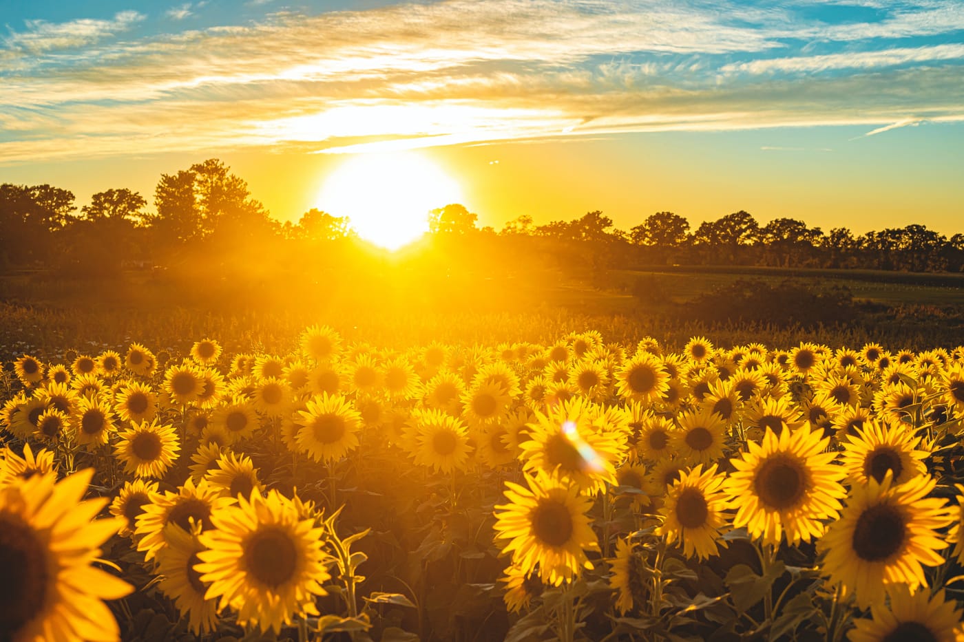 Honey and Sunshine